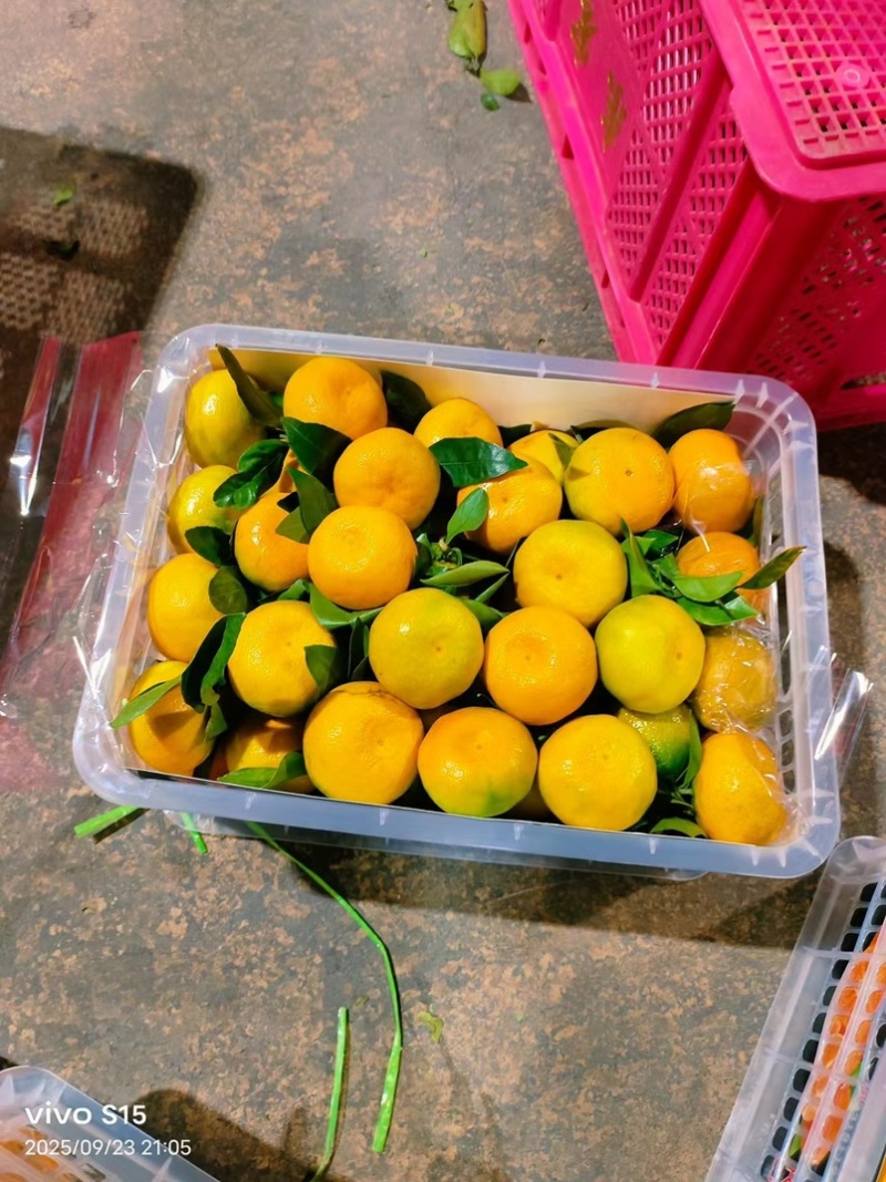 湖北蜜橘对接出口边贸中亚五国品质保证质量第一