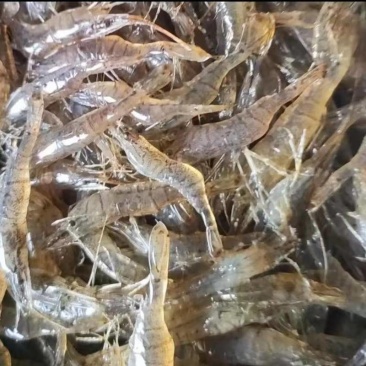米虾白米虾黑龙江产区直发批发零售保质保量