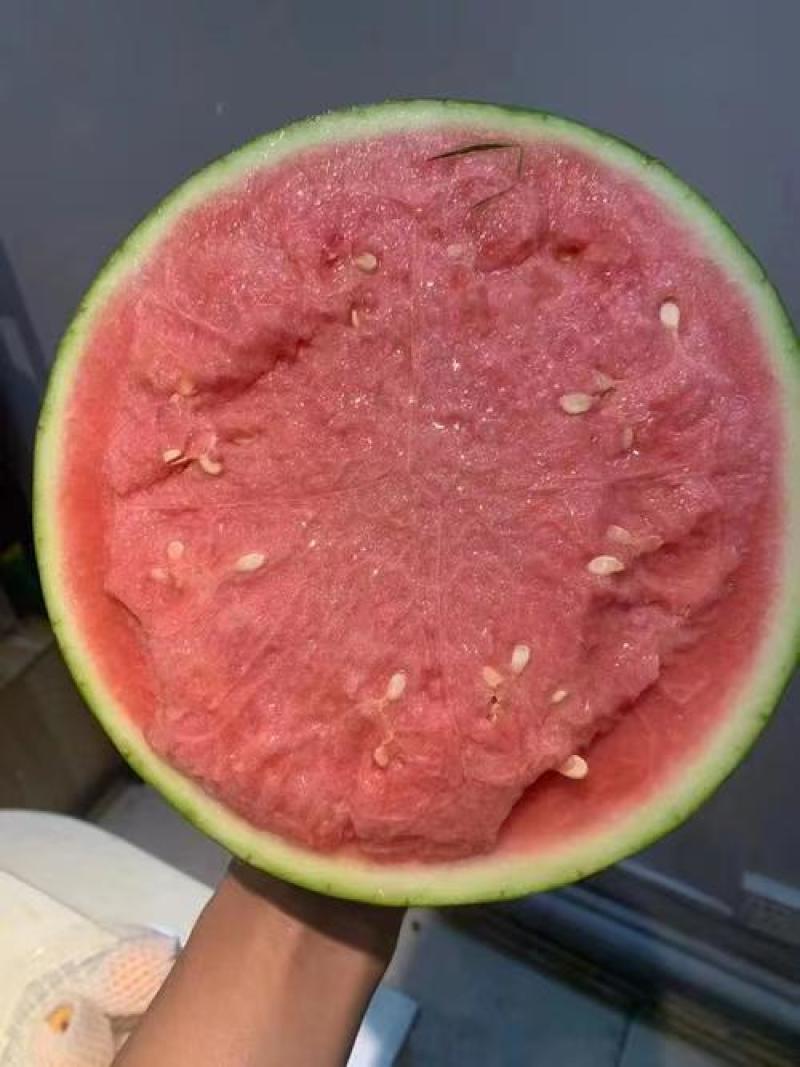 美都麒麟西瓜