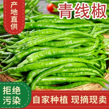 山东潍坊青州线椒/二荆条辣椒/大量有货