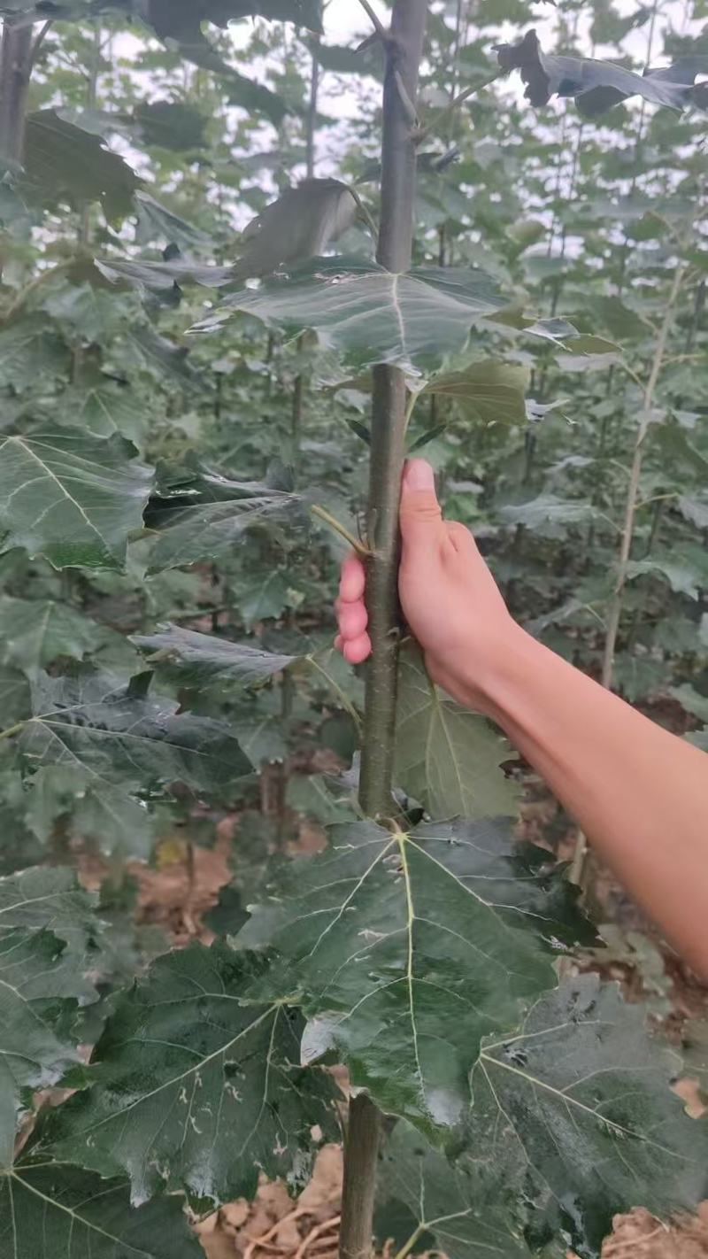绿化苗木