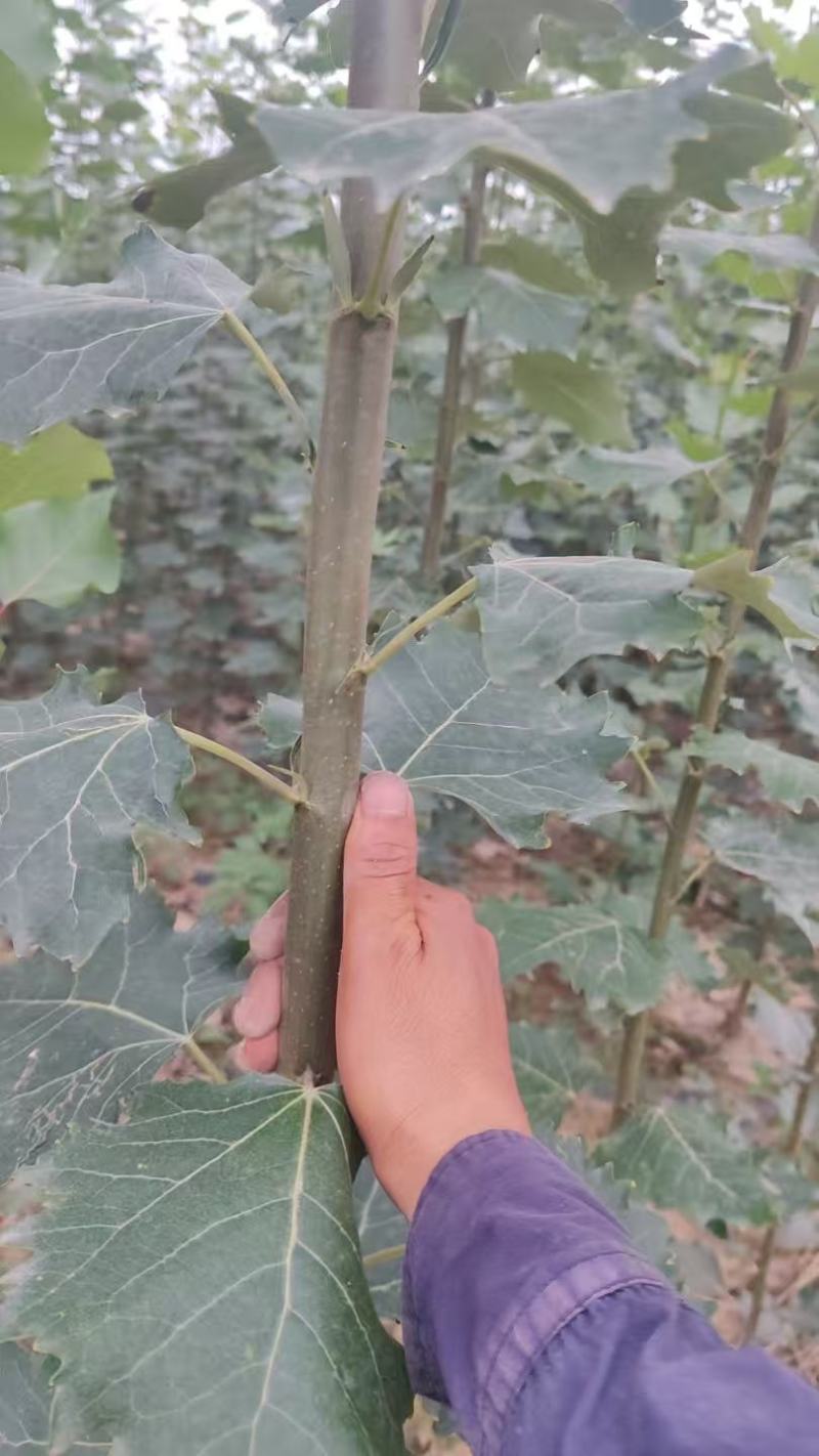 绿化苗木