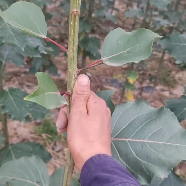 绿化苗木