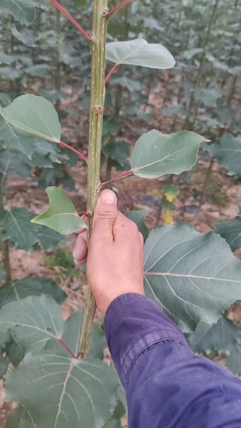 绿化苗木