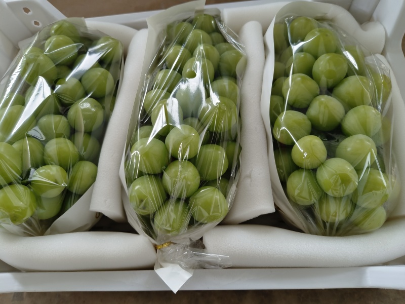 阳光玫瑰葡萄