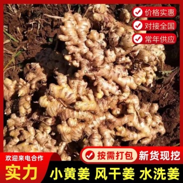 鲜姜，嫩姜，小黄姜，风干姜，产地发货可发往全国市场