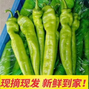 山东潍坊青州黄皮辣椒/产区直发/当天采摘/
