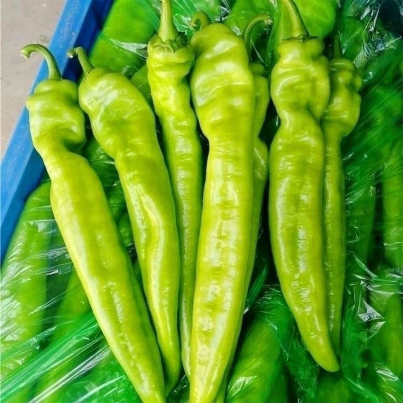 山东潍坊青州黄皮辣椒/产区直发/当天采摘/