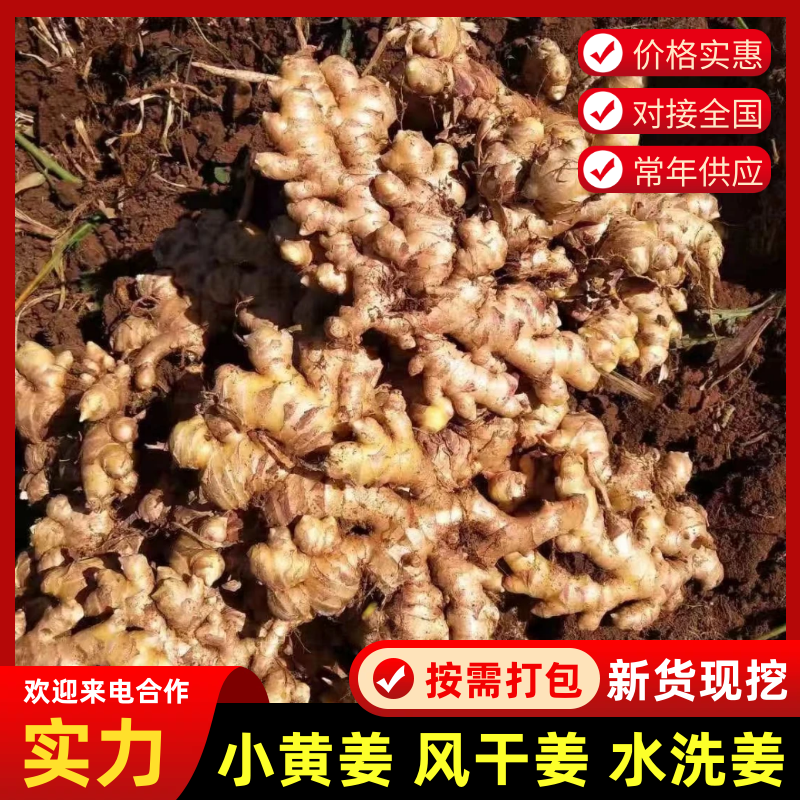 鲜姜，嫩姜，小黄姜，风干姜，产地发货可发往全国市场