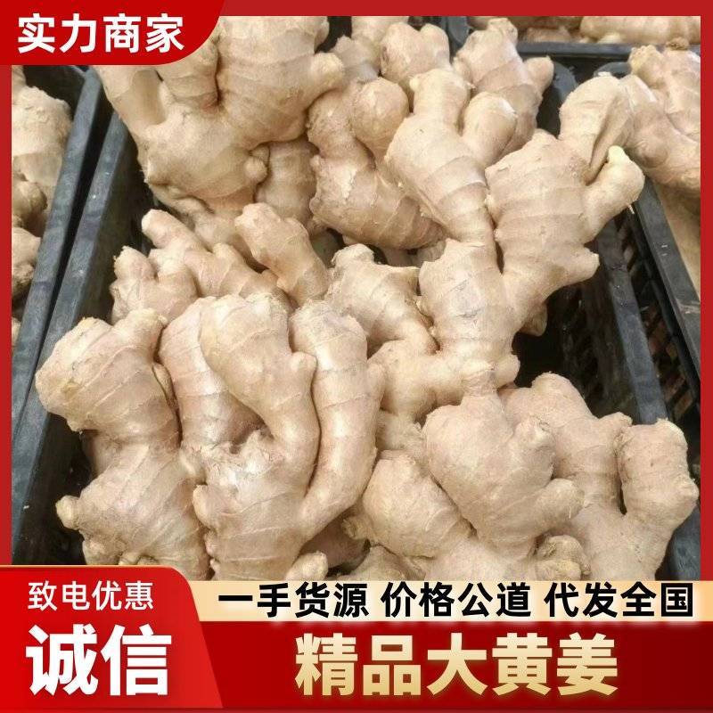 鲜姜，大黄姜，小黄姜，以质量求生存、以信誉求发展