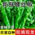 山东潍坊青州螺丝椒/当天采摘/当天发货