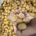 核果仁果类黄皮果大量供应冰冻果精品鸡心黄皮奶茶果
