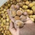 核果仁果类黄皮果大量供应冰冻果精品鸡心黄皮奶茶果
