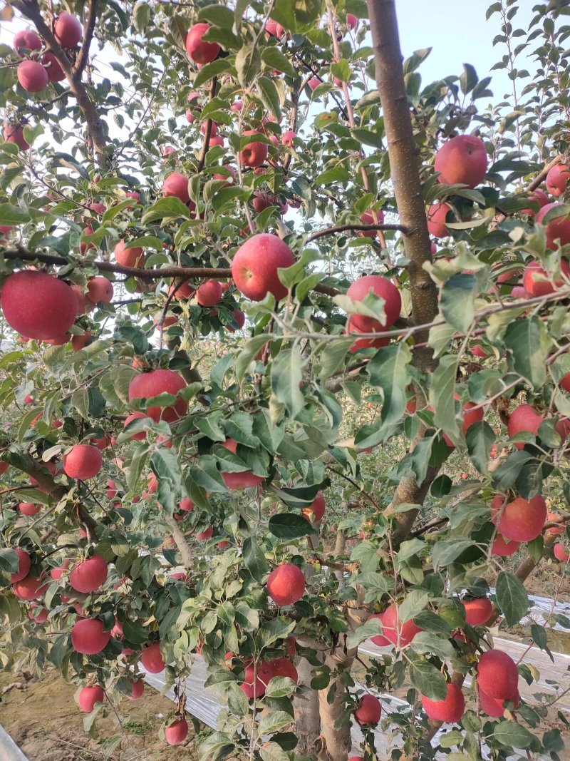 供应冰糖心红富士苹果