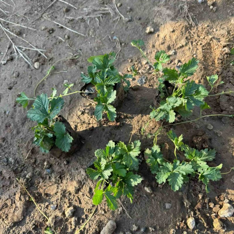 三叶委陵菜基地，委陵菜基地大量供应，委陵菜基地