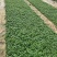 三叶委陵菜基地，委陵菜基地大量供应，委陵菜基地
