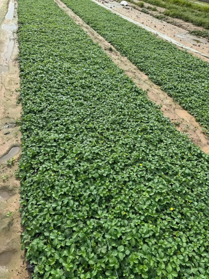 三叶委陵菜基地，委陵菜基地大量供应，委陵菜基地
