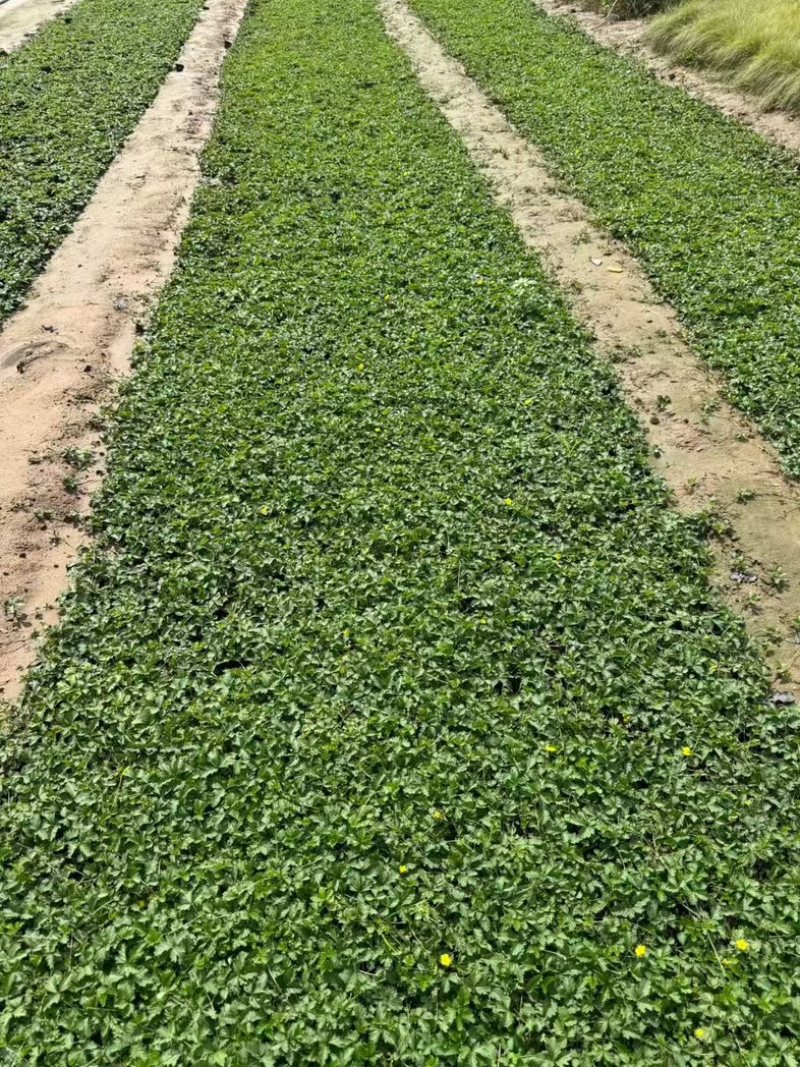 三叶委陵菜基地，委陵菜基地大量供应，委陵菜基地