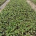 三叶委陵菜基地，委陵菜基地大量供应，委陵菜基地