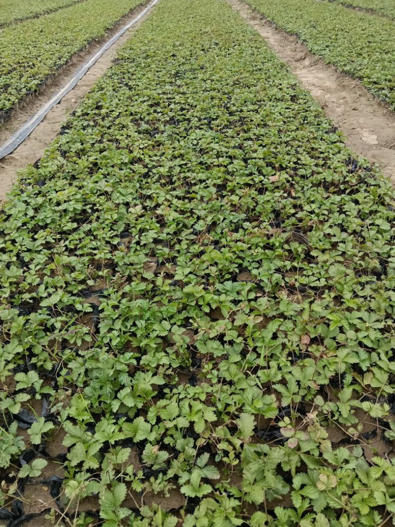 三叶委陵菜基地，委陵菜基地大量供应，委陵菜基地