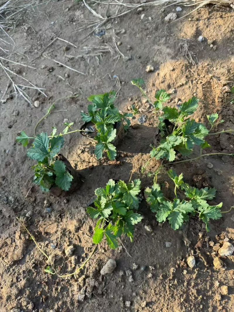 三叶委陵菜基地，委陵菜基地大量供应，委陵菜基地