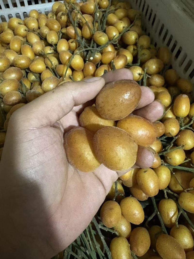 核果仁果类黄皮果大量供应冰冻果精品鸡心黄皮奶茶果（粒果）