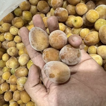 核果仁果类黄皮果大量供应冰冻果精品鸡心黄皮奶茶果（粒果）