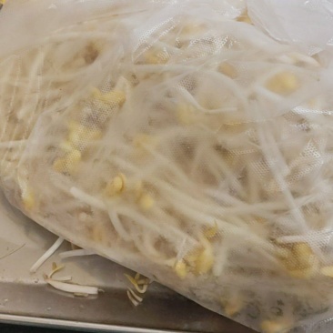 黄豆芽