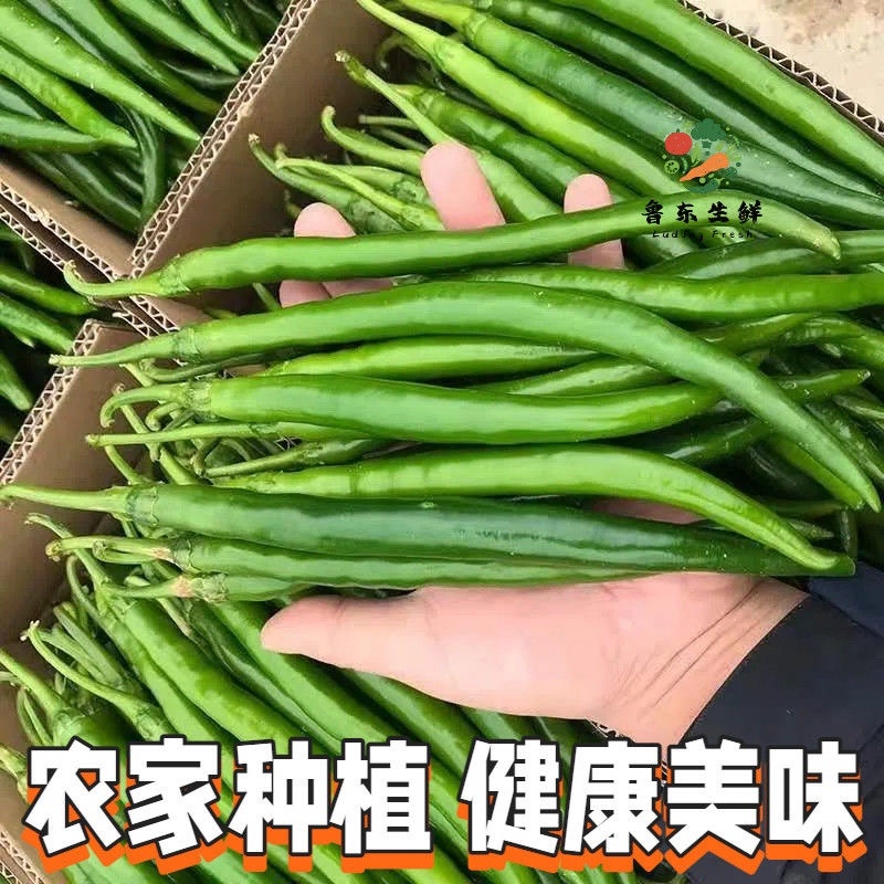 山东聊城线椒/青线椒/大量有货/现车直发