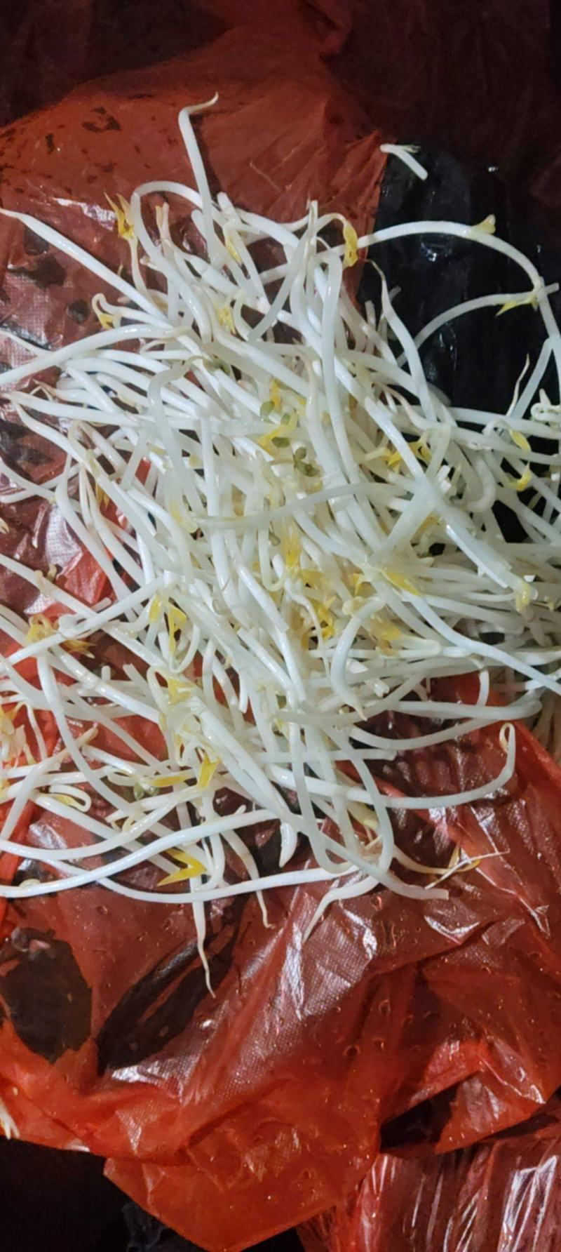 绿豆芽