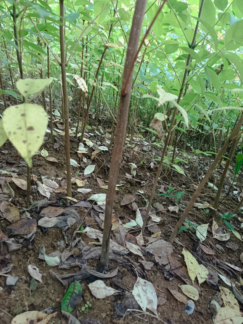 川黄柏苗黄柏苗