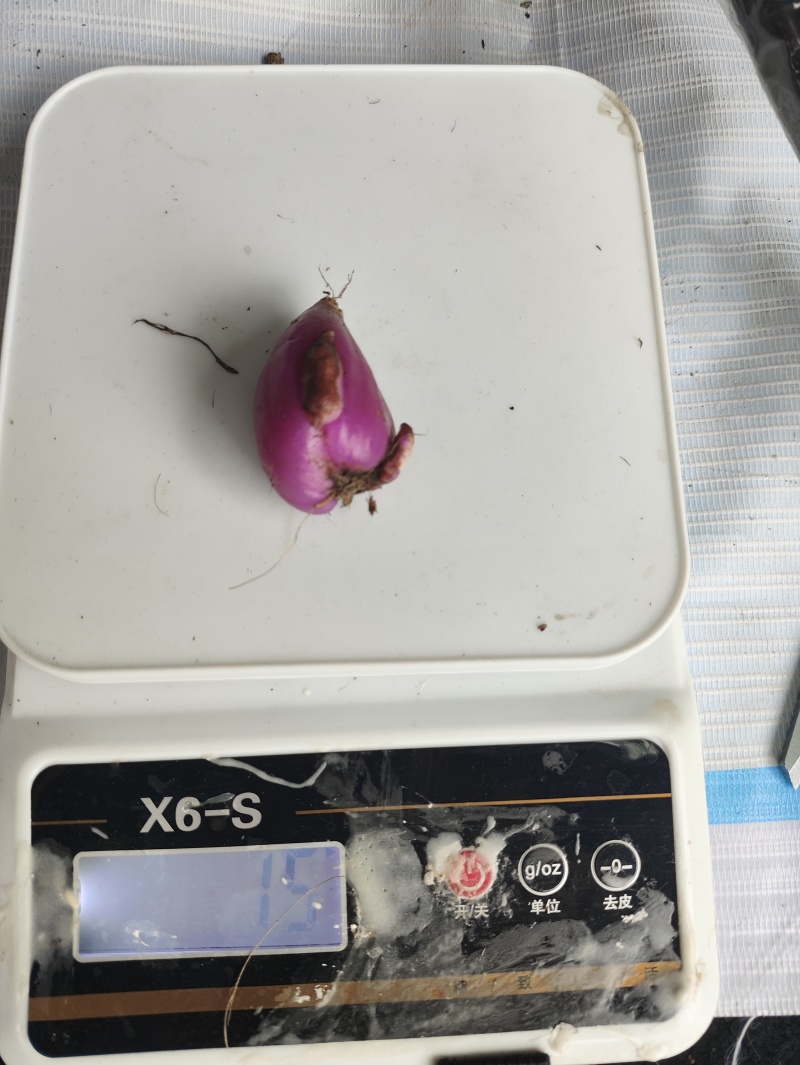 冰球子苗，能适应相对较低海拔