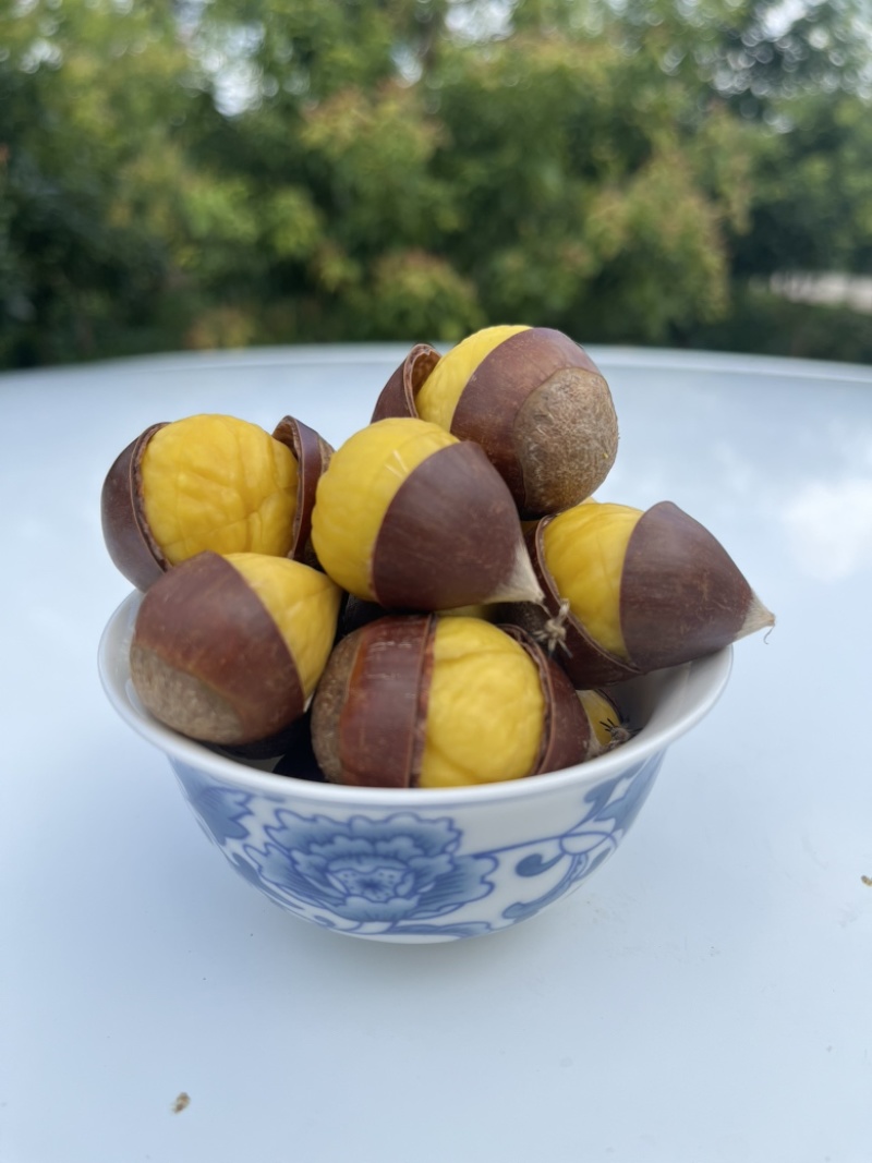建瓯锥栗处暑红大量供应货源充足，量大从优对接全国
