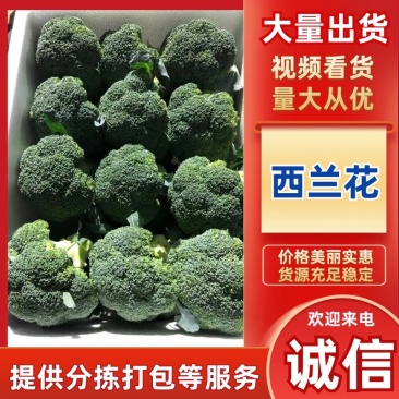 精品西兰花，净重15斤，支持商超市场批发全国代收代发