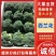 精品西兰花，净重15斤，支持商超市场批发全国代收代发