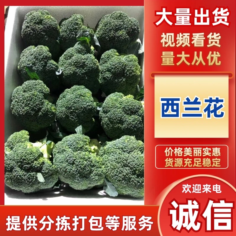 精品西兰花，净重15斤，支持商超市场批发全国代收代发