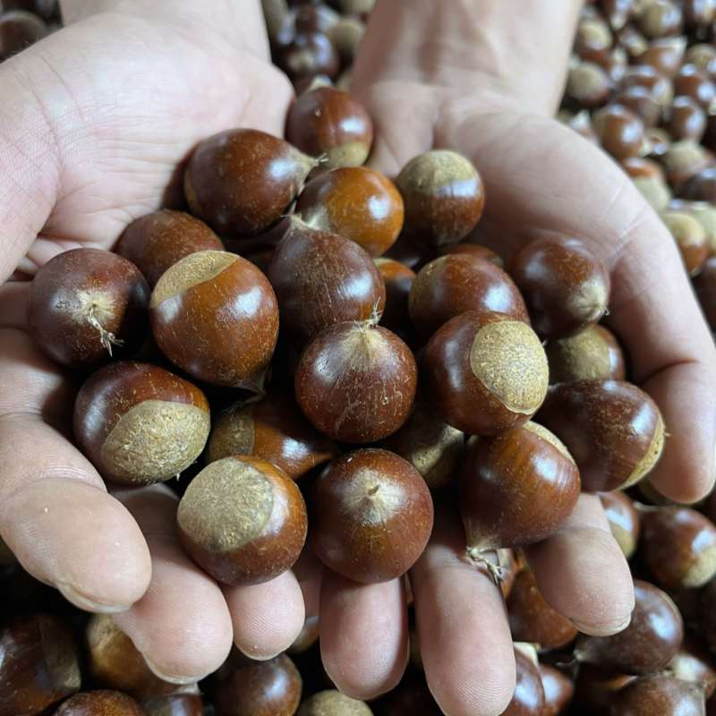 精品栗子锥栗大量供应货源充足，支持分拣规格齐全