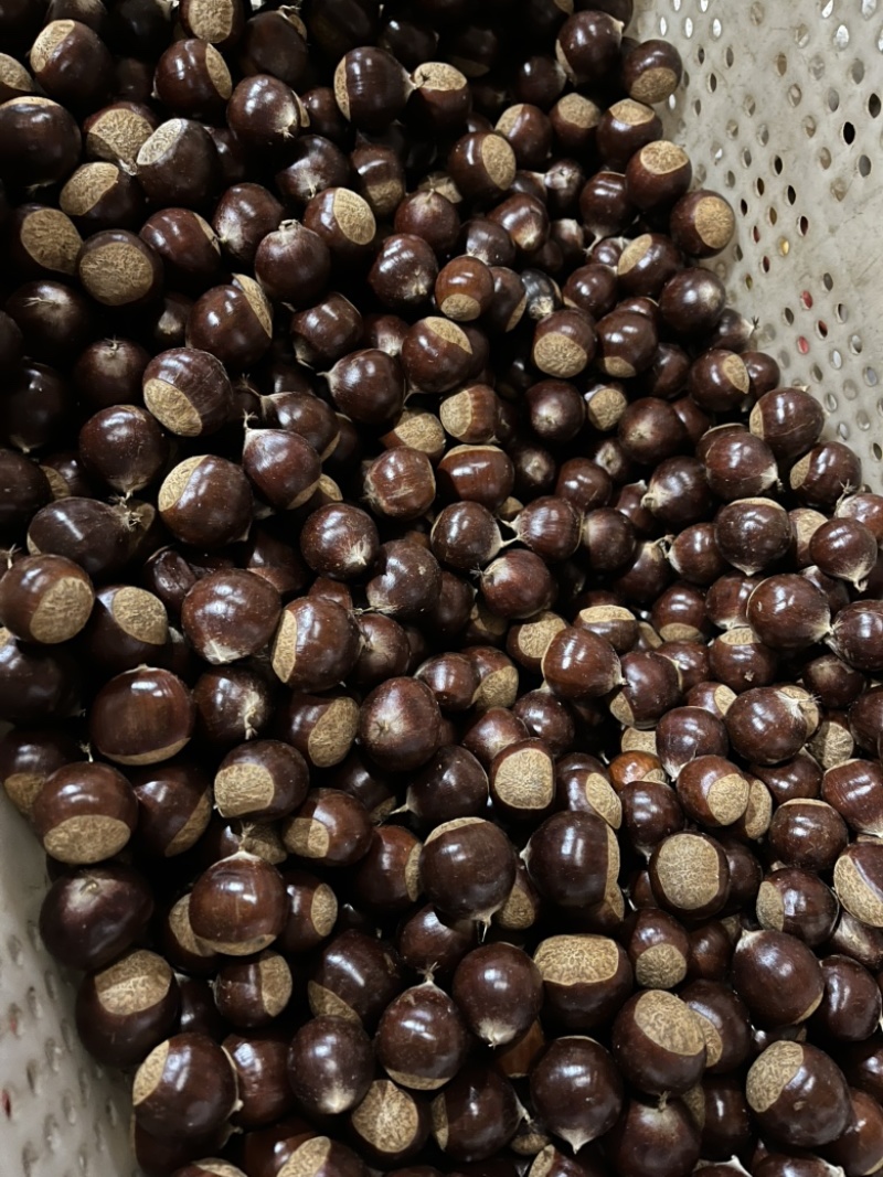 精品栗子锥栗大量供应货源充足，支持分拣规格齐全