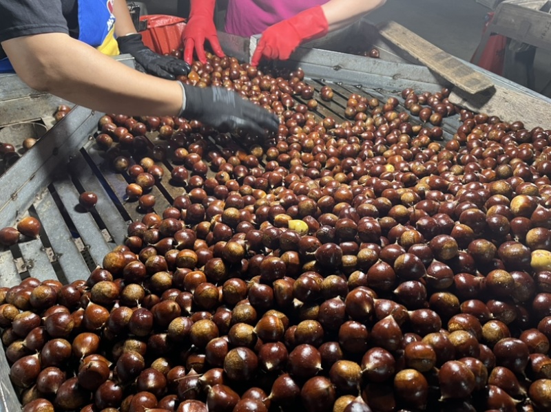 精品栗子锥栗大量供应货源充足，支持分拣规格齐全