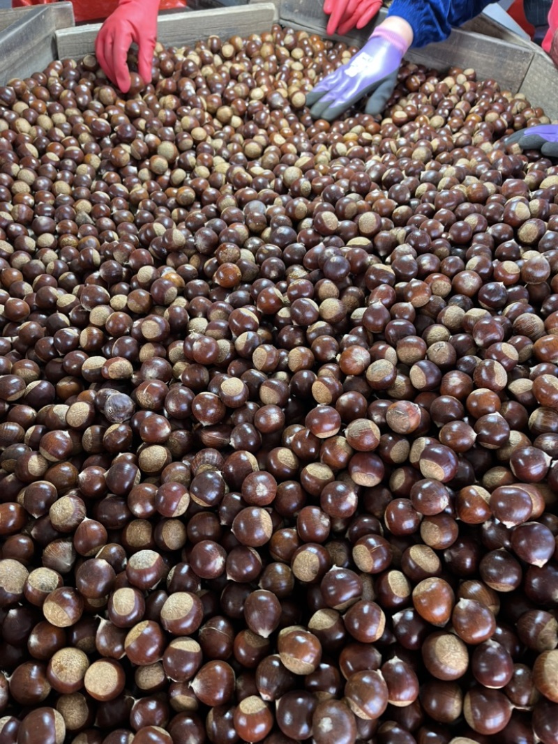 精品栗子锥栗大量供应货源充足，支持分拣规格齐全