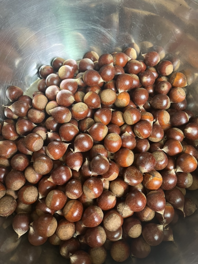 精品栗子锥栗大量供应货源充足，支持分拣规格齐全