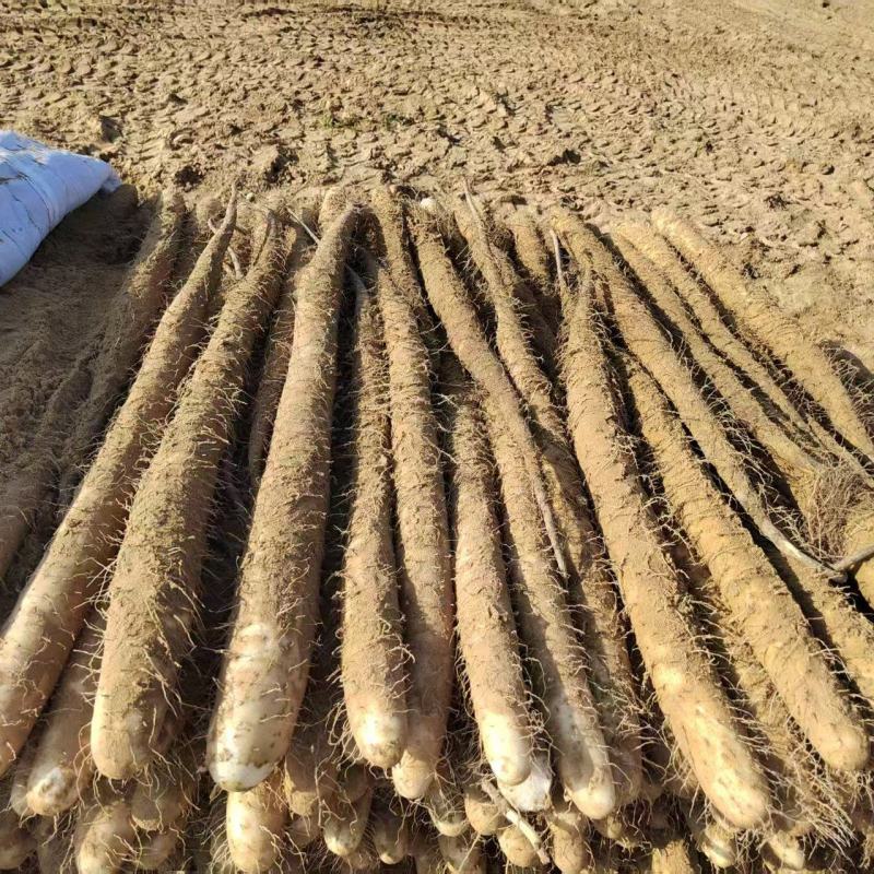 精品白玉山药/产地直发量大从优/