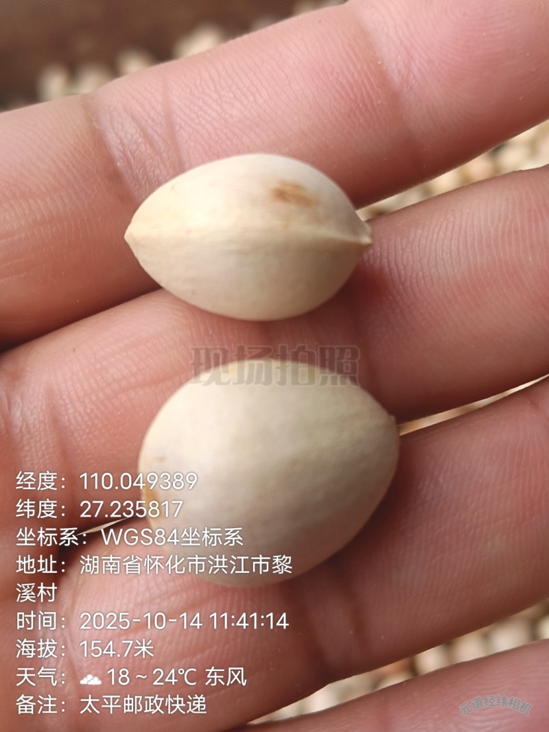 白果（银杏果）