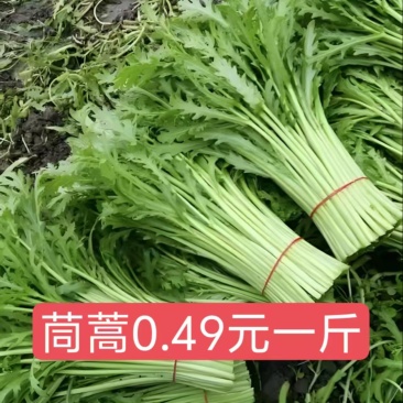 2026茼蒿开始上市了，全是精品，喜欢的加我微信