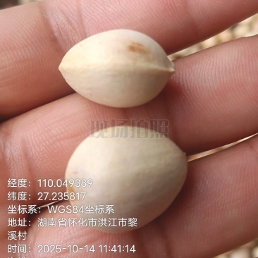 白果（银杏果）