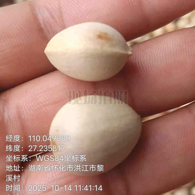 白果（银杏果）