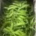 【热卖】云南曲靖荷兰豆大量上市欢迎进店选购欢迎电联