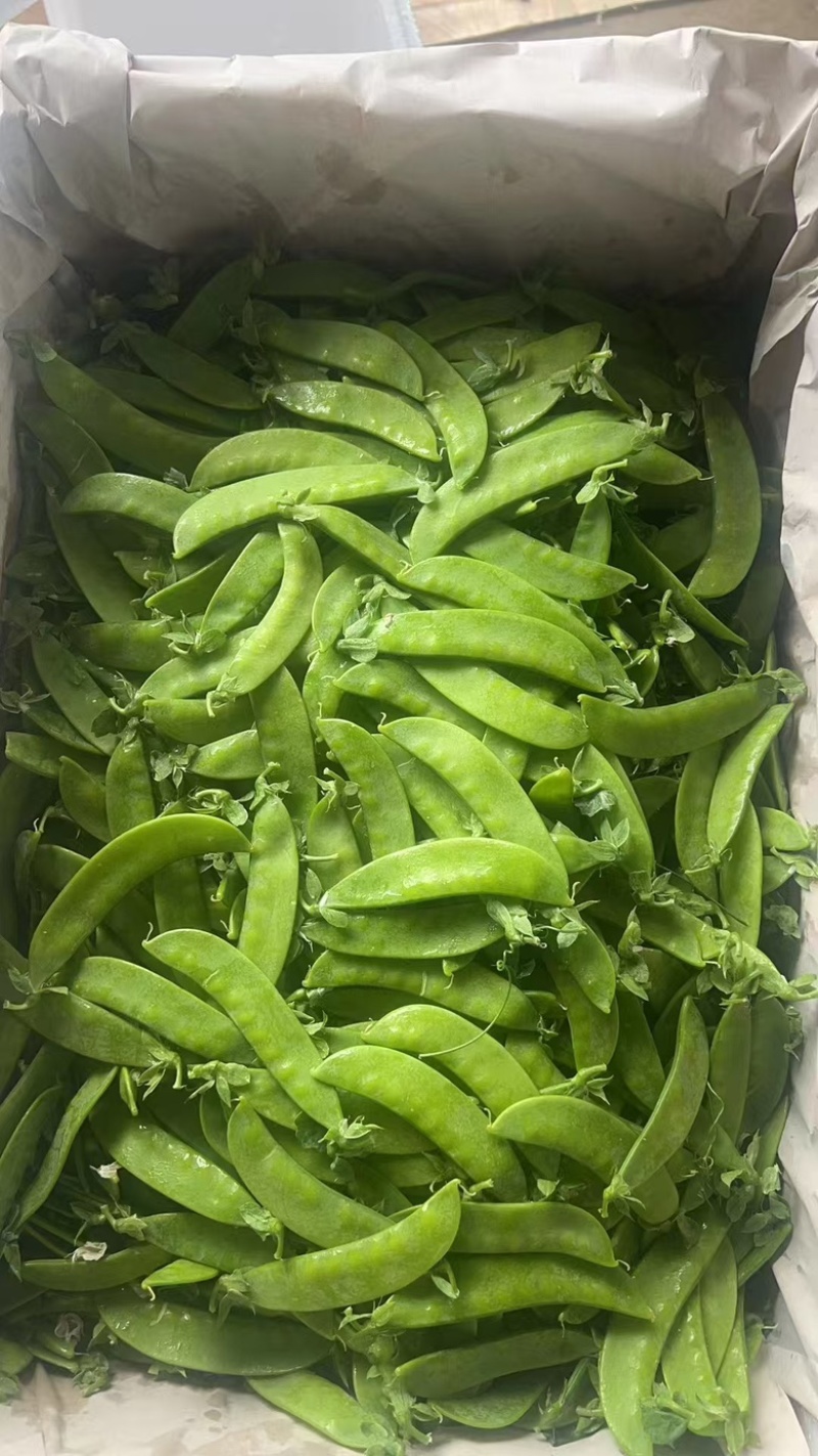 【热卖】云南曲靖荷兰豆大量上市欢迎进店选购欢迎电联