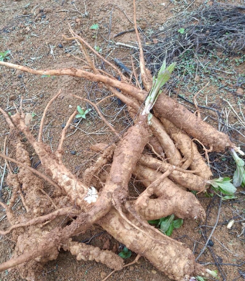 纯野生新鲜商陆，现挖的