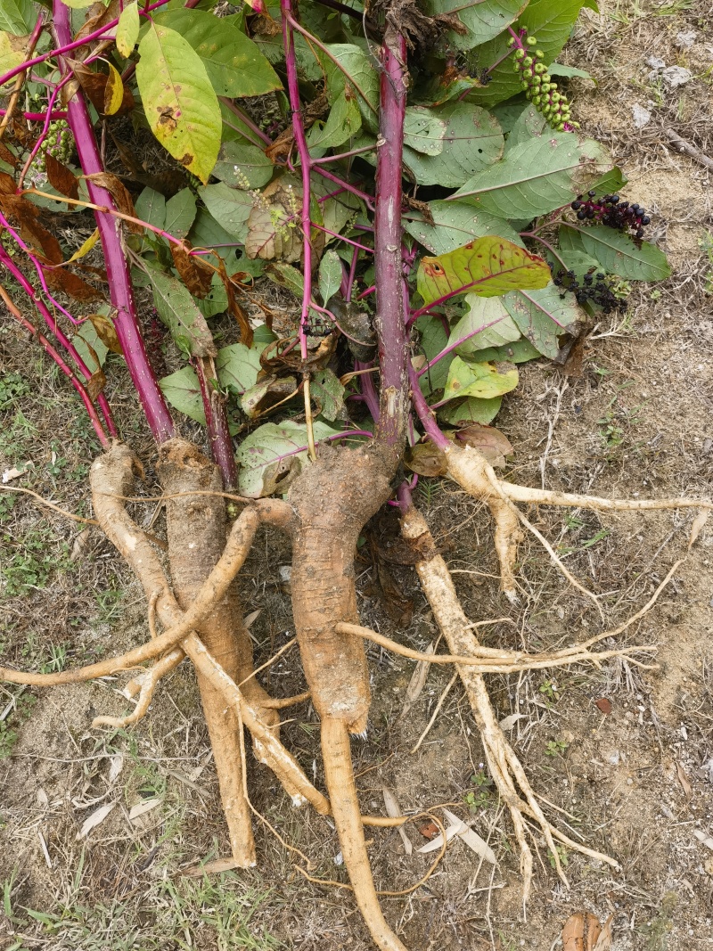 纯野生新鲜商陆，现挖的